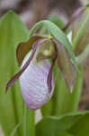 Pink lady's slipper <BR>Moccasin flower